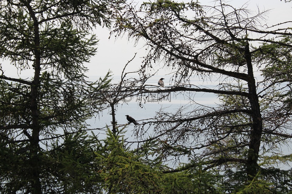 鸟,贝加尔湖,森林