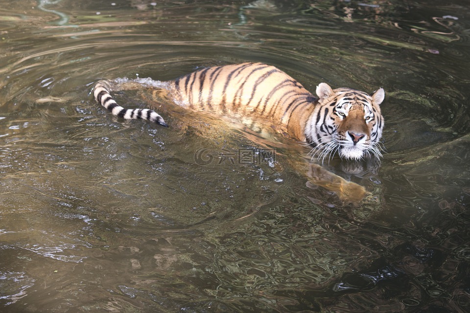 虎,比尔森动物园,水