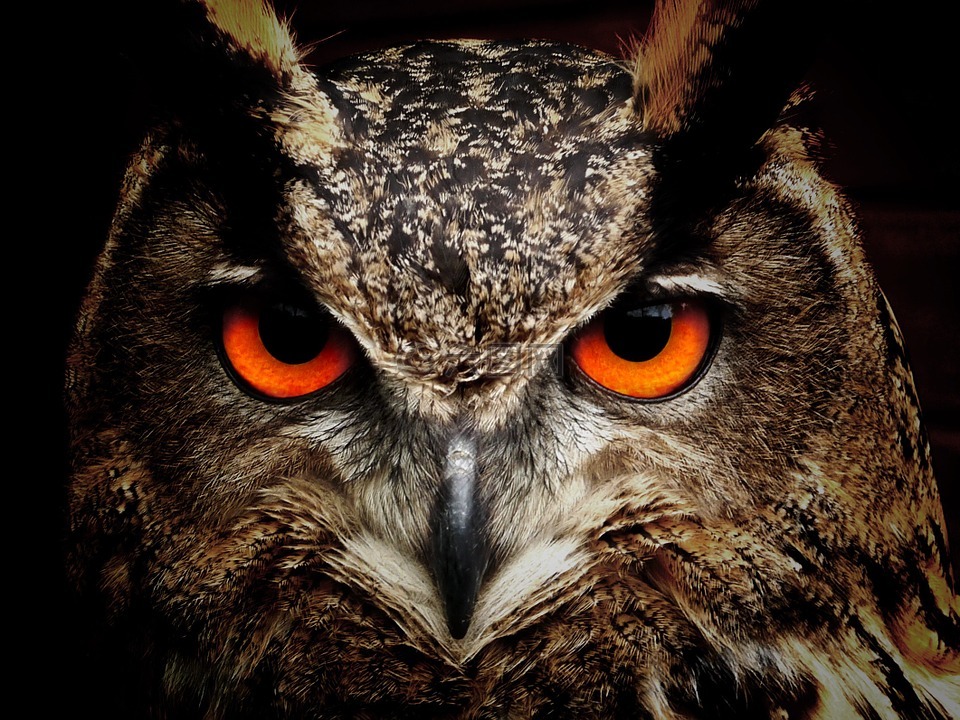 猫头鹰,鸟,眼睛