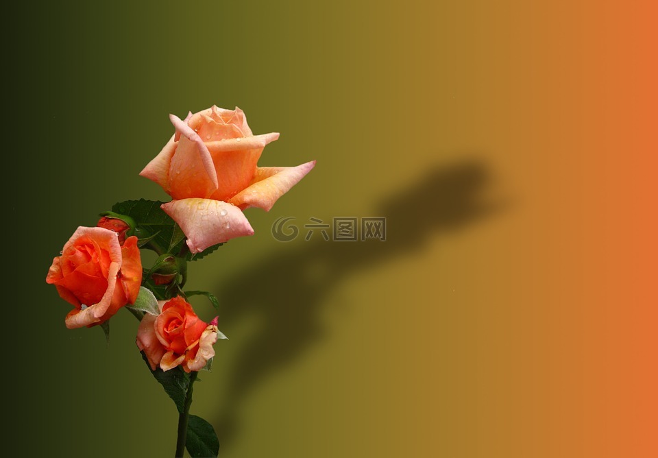 玫瑰,橙,橙色玫瑰