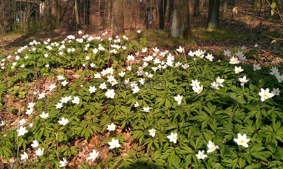 森林,鲜花,德国