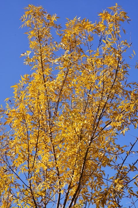 树,黄色,天空