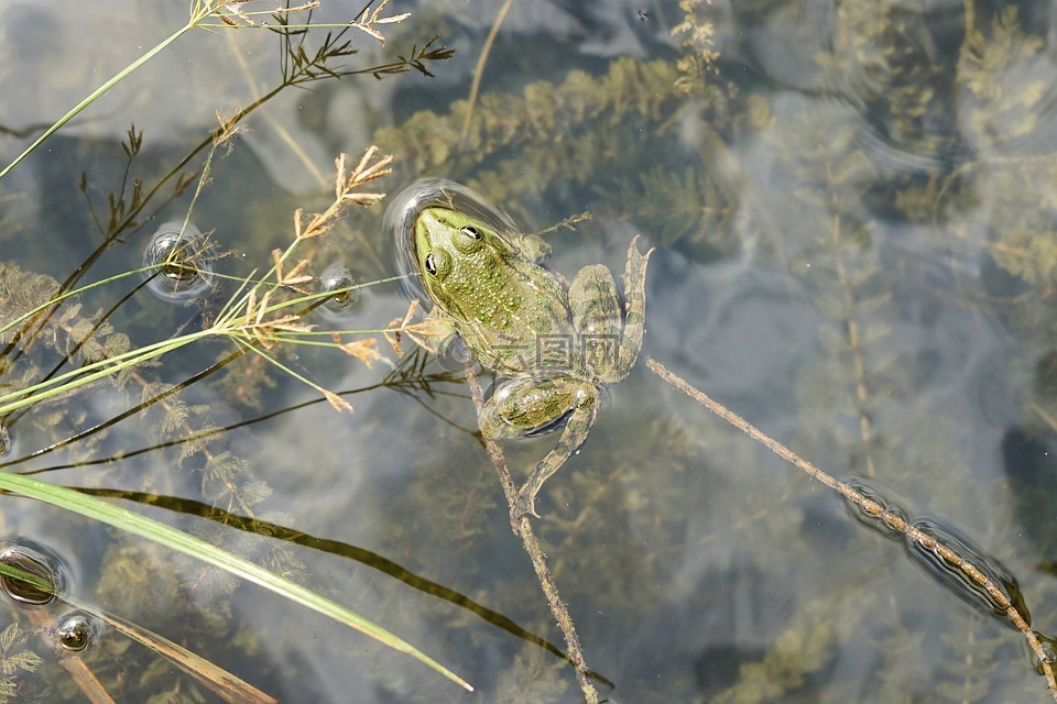 青蛙,水,池塘