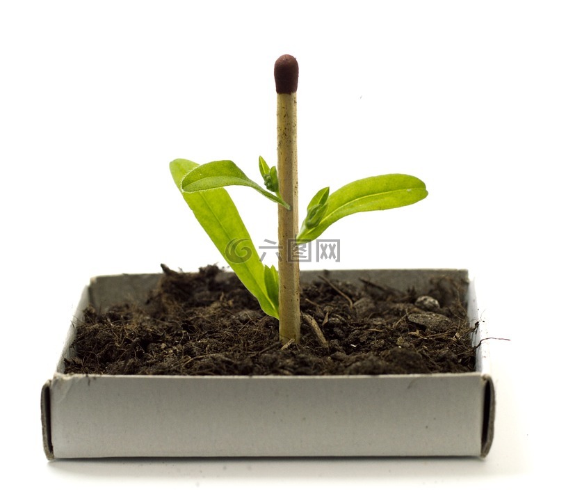 植物,成长,遗传