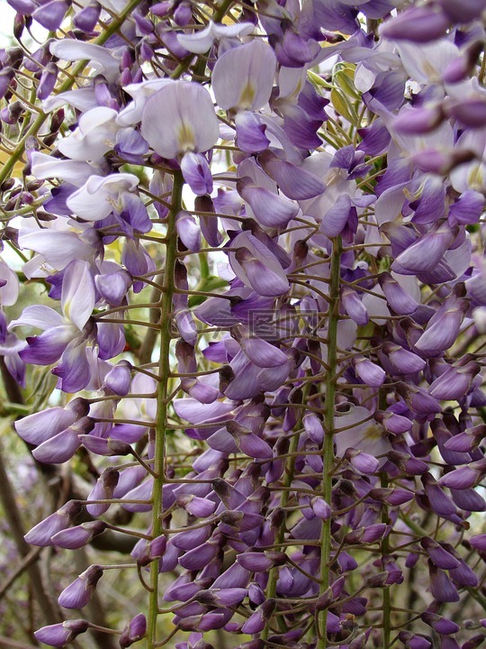 鲜花,紫藤,丁香