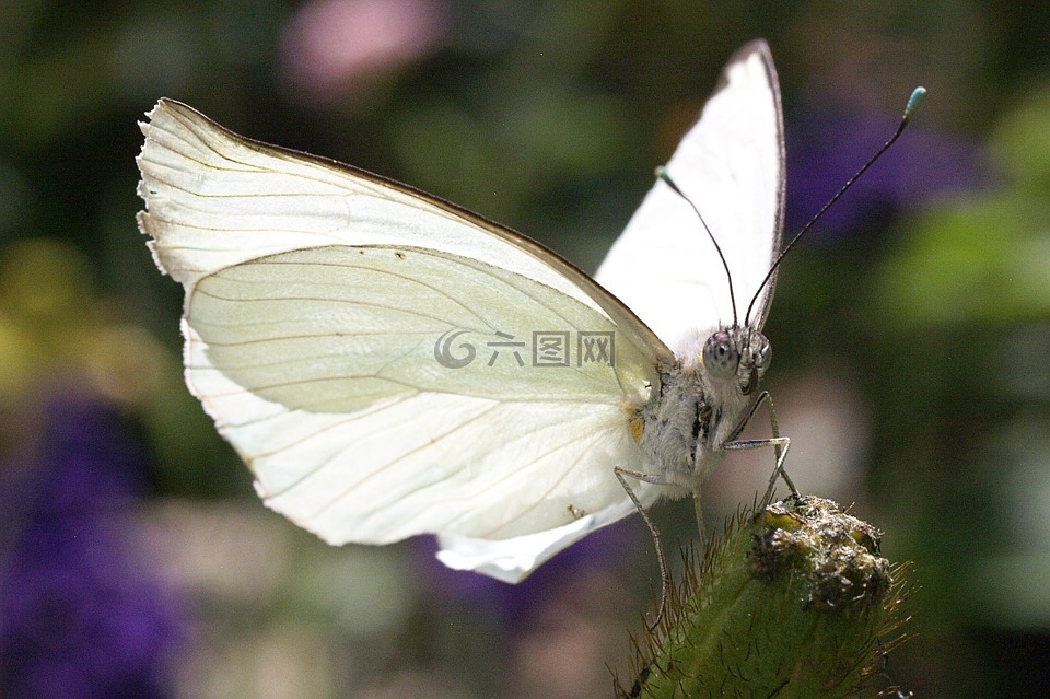 蝴蝶,白,自然