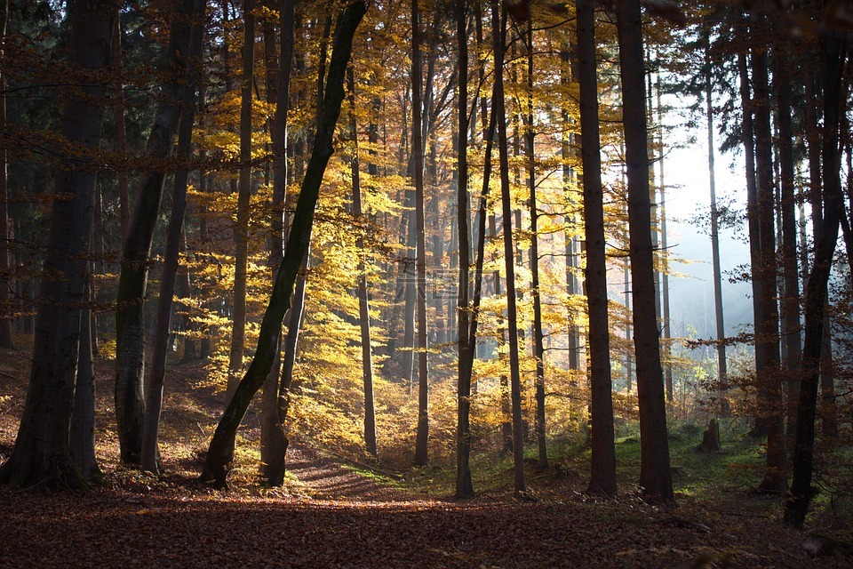 秋季,森林,步行
