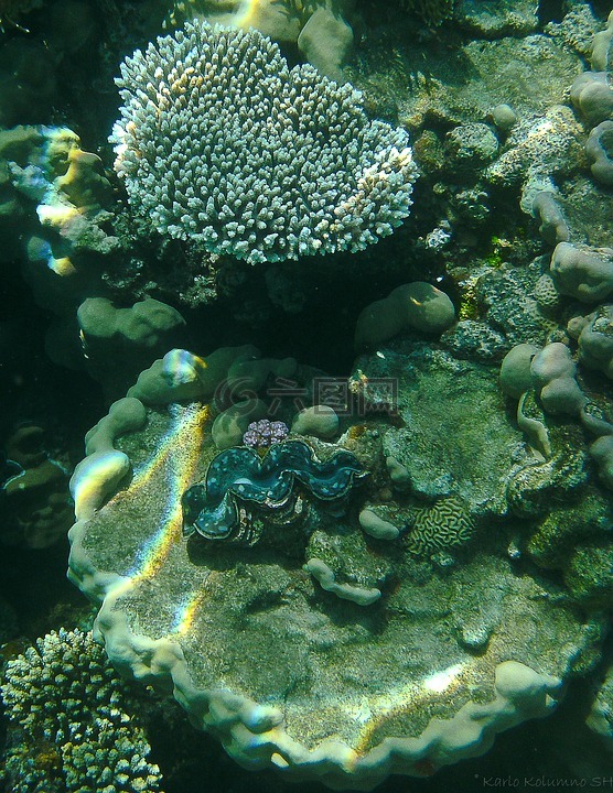 珊瑚,水下摄影,水下