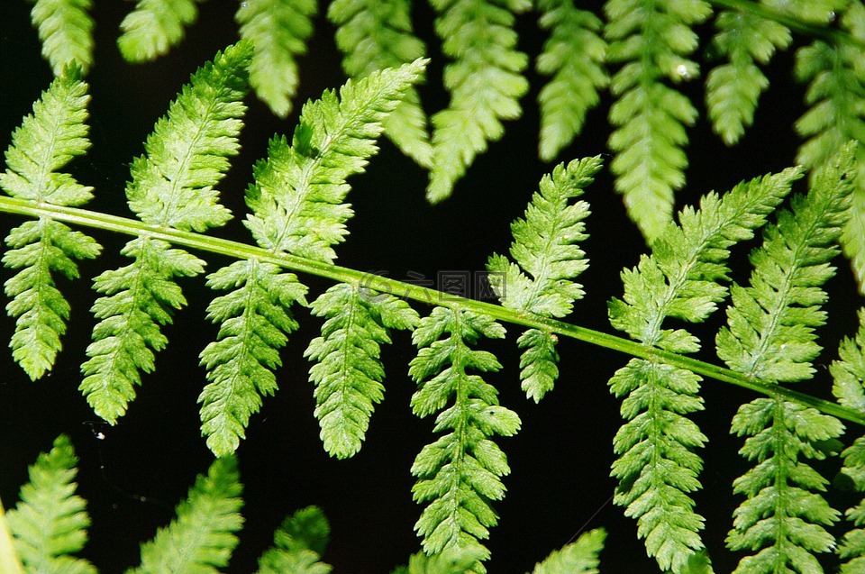 蕨类植物,叶子,黑