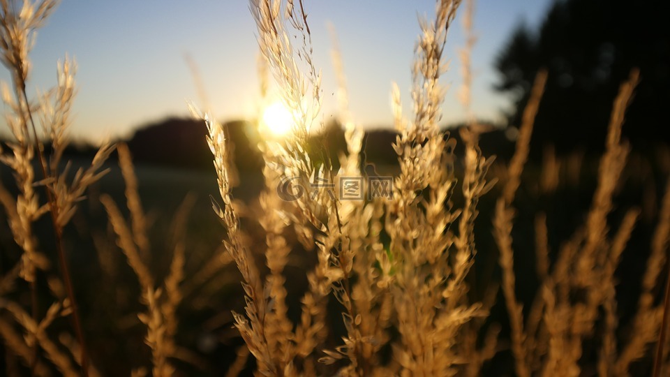 小麦,日落,美丽