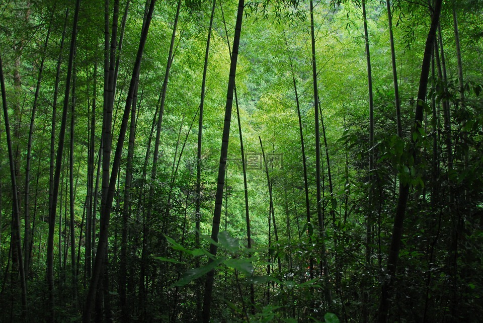 竹林,绿色,竹海