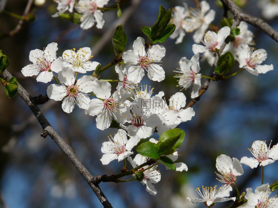 野梅,开花,树