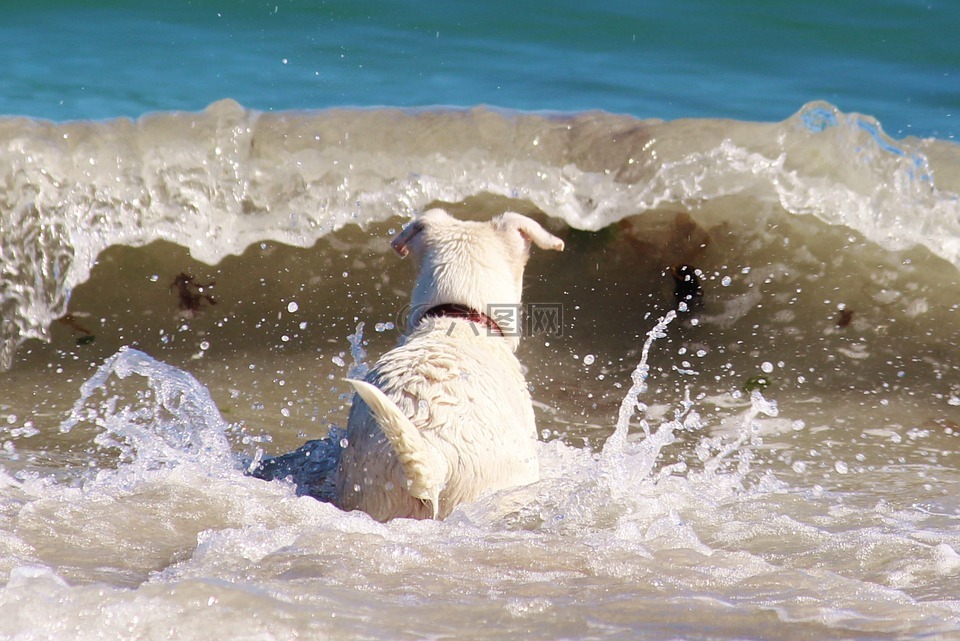 狗,海,海滩