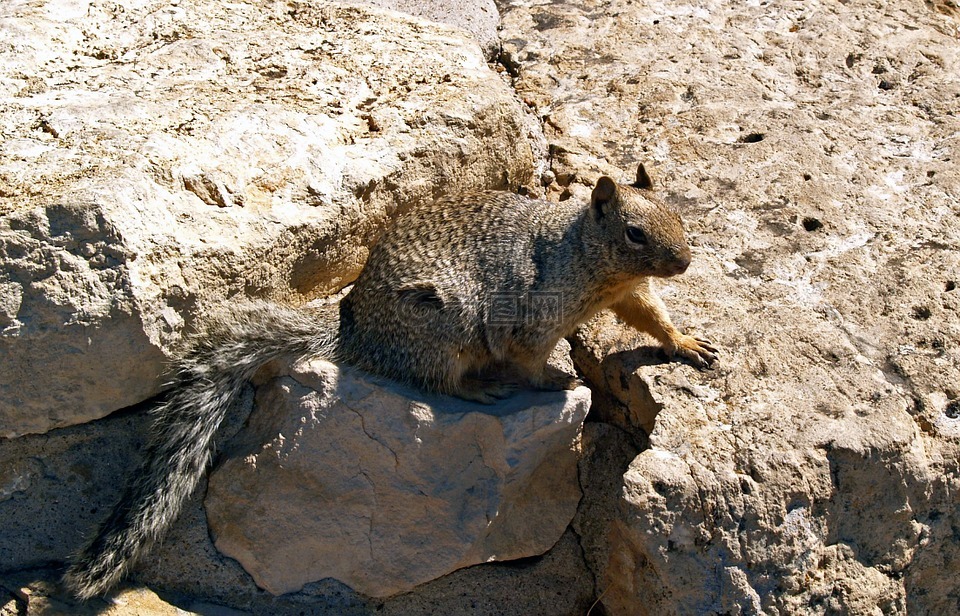 gopher,松鼠,土拨鼠