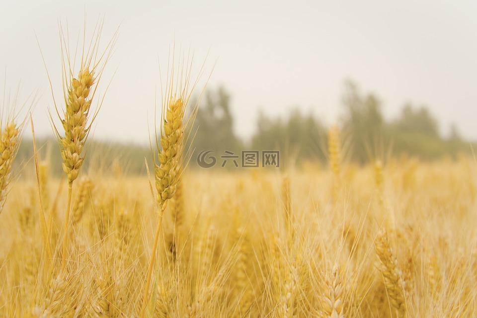 小麦,麦田,丰收