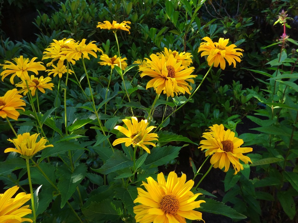 紫锥花属,花,黄色