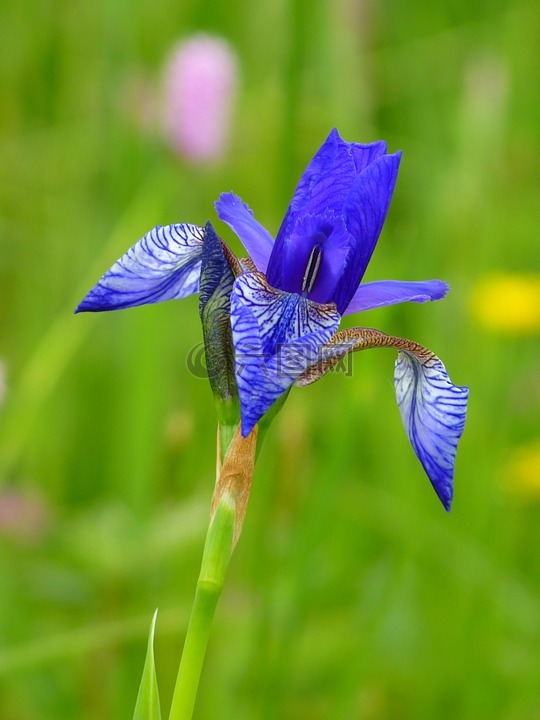 鸢尾花,西伯利亚 schwertlilie,蓝色