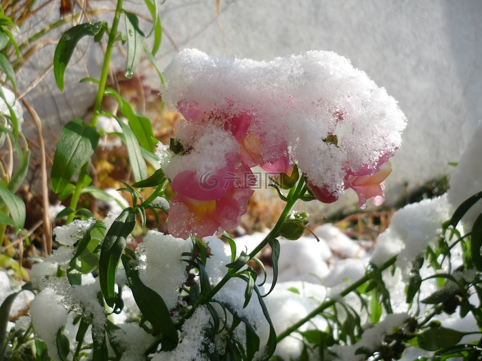 雪,冬天,花