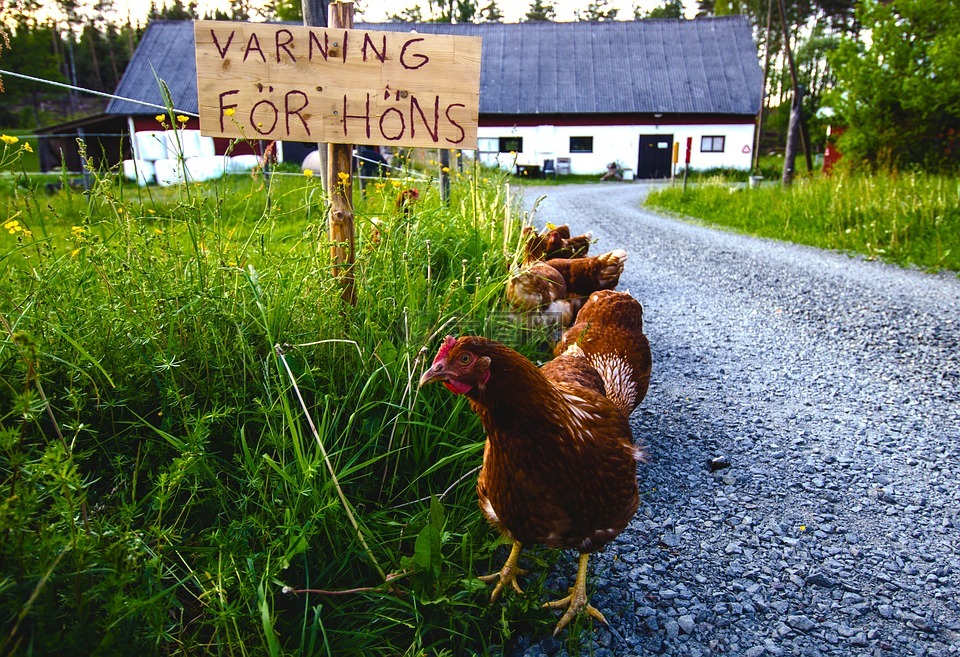 母鸡,农舍,瑞典