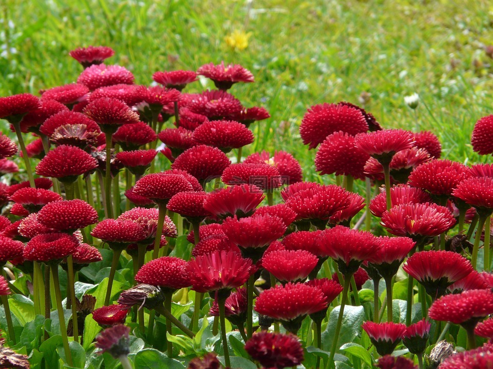 花,雏菊,红色