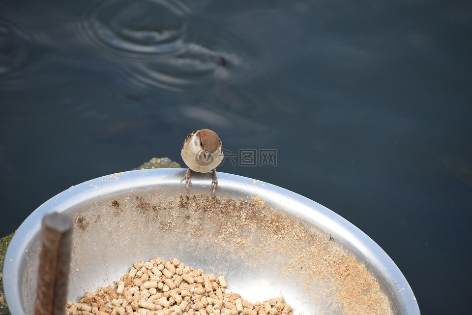 小鸟,食物,俯视