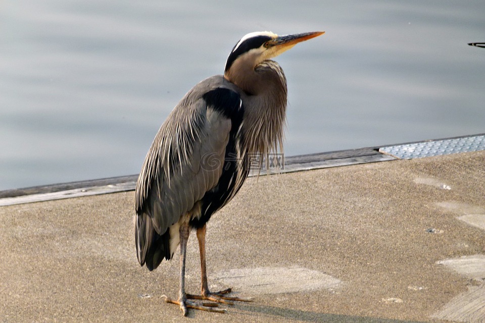 藍鷺,水鳥,鳥