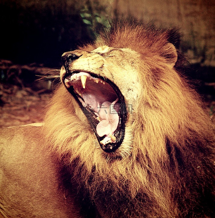 狮子,骄傲,男