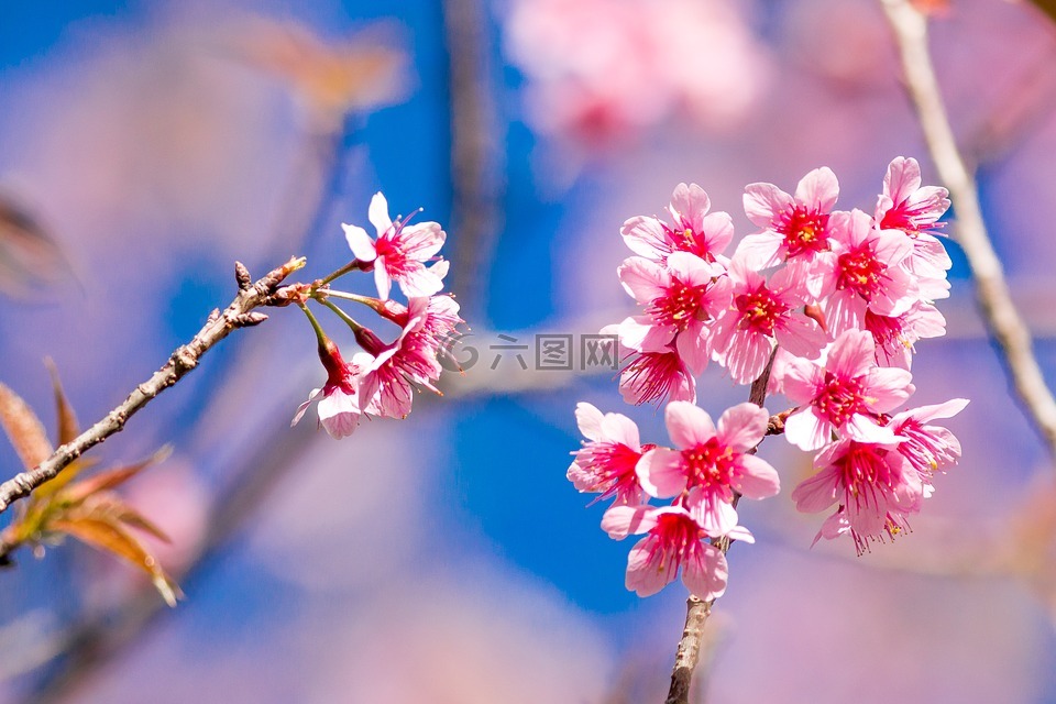 muangthai 樱桃。,虎丘山,花
