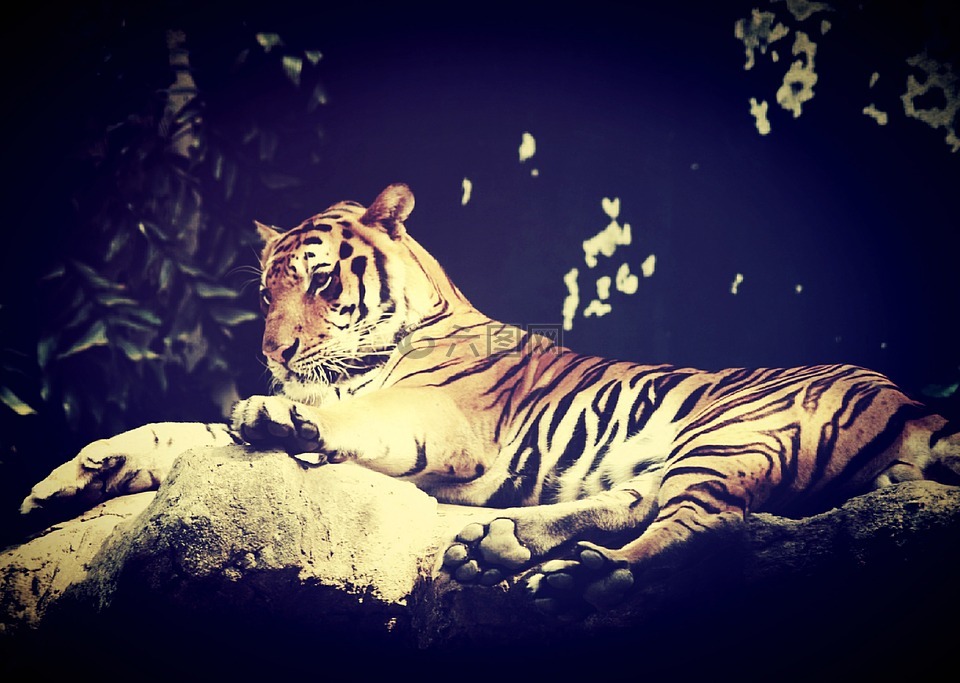 虎,印度,动物