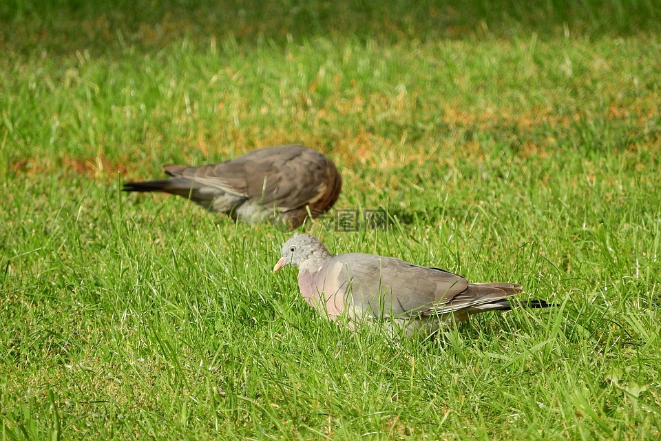 常见的木头鸽子,天鸽座 palumbus,在草地上