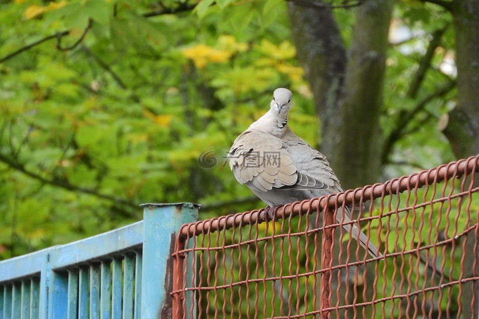 斑鸠 decaocto,鸽子,在栅栏上的鸟