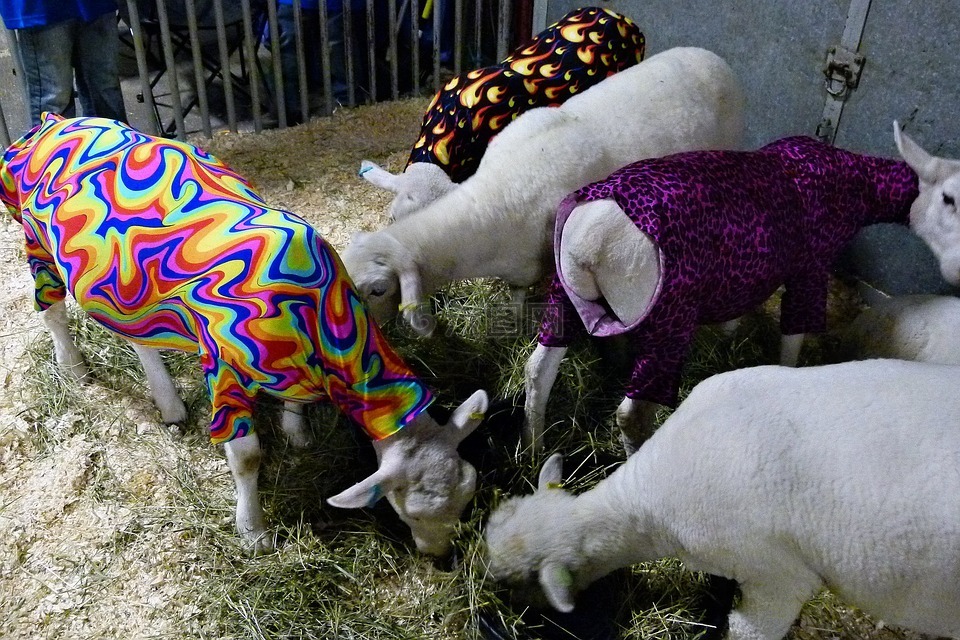 羊,穿好衣服,多彩