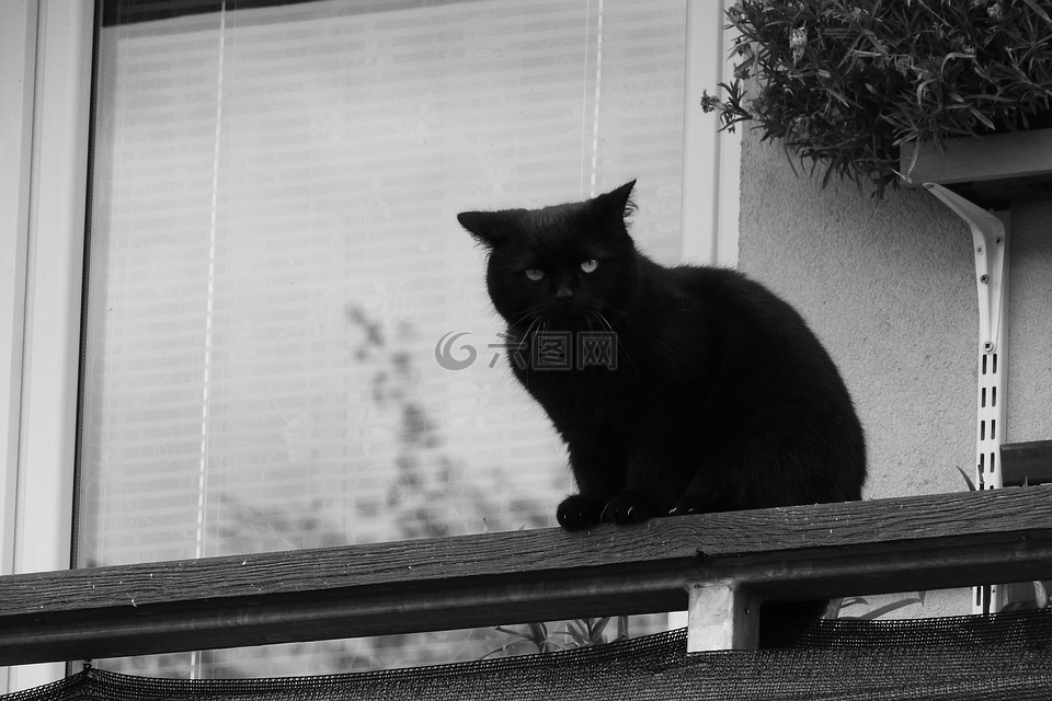 黑猫,猫在阳台,猫在