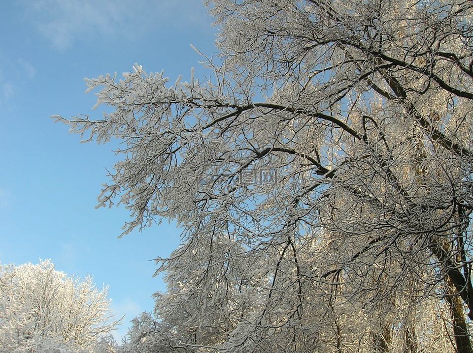 冬天雪樹