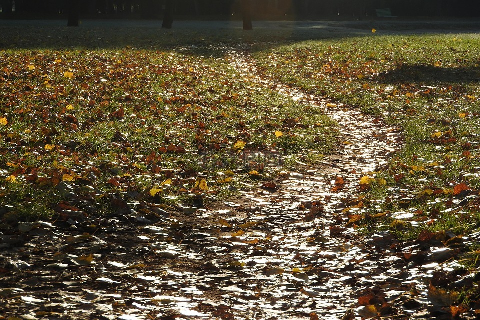 路径,飘零的落叶,路径覆盖着叶子