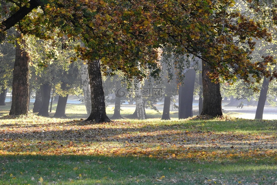 树木在下降,秋天的公园,秋天在公园