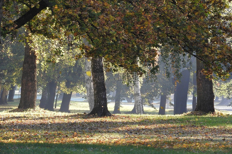树木在下降,秋天的公园,秋天在公园