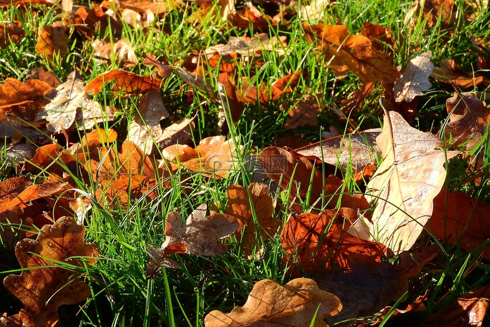 飘零的落叶,秋,秋天的颜​​色