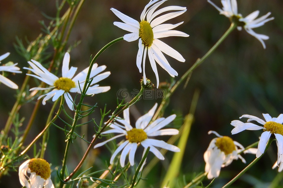 关键词 fotomontáž,白色的花朵,百花草甸