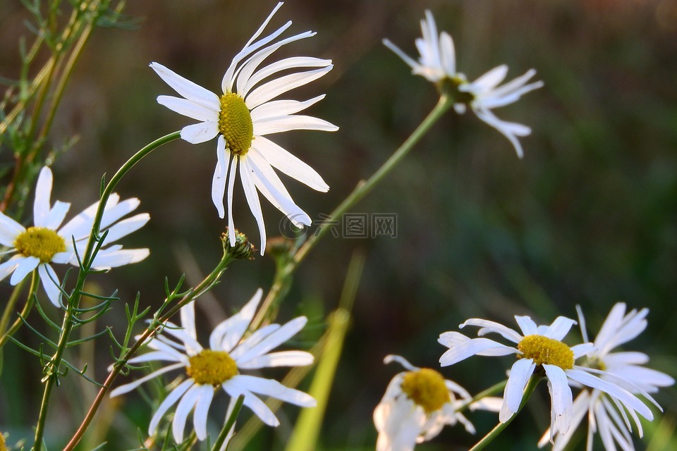 关键词 fotomontáž,白色的花朵,草地上