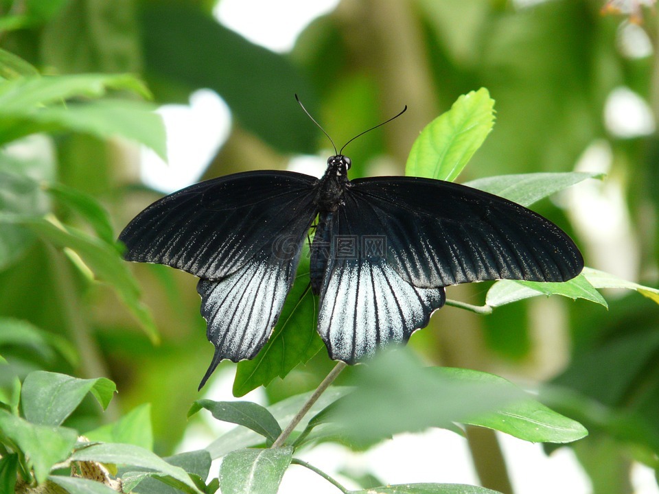 凤蝶 ascalaphus,蝴蝶,黑色