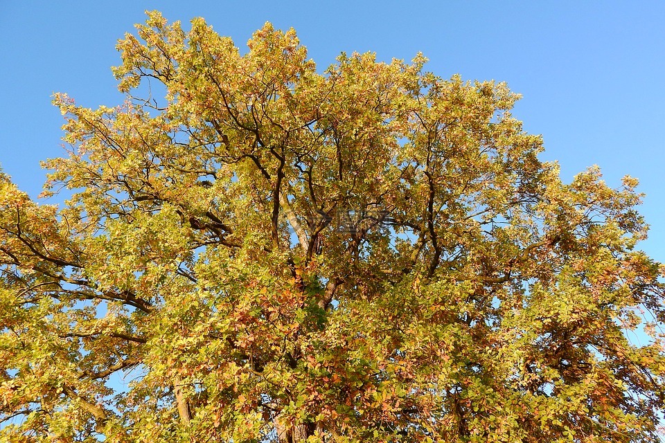 树冠的,秋天的落叶,橡木