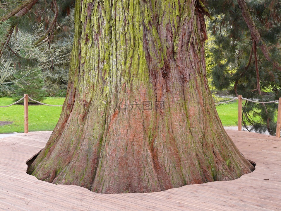 巨型红杉,sequoiadendron 百合,树