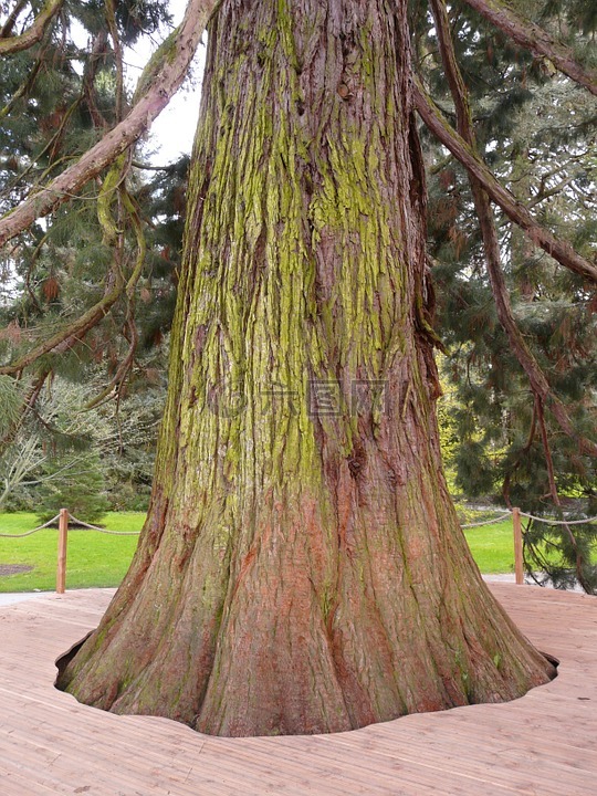 巨型红杉,sequoiadendron 百合,树