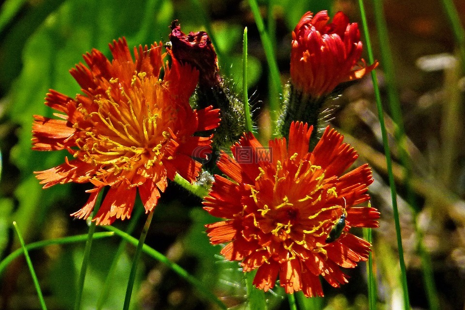 橘红色国王魔鬼,橙色 hawkweed,野花