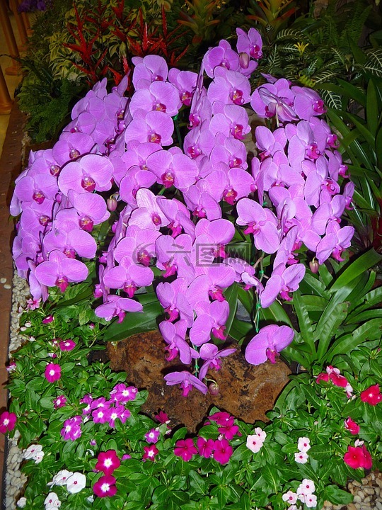 兰花,紫色,泰国