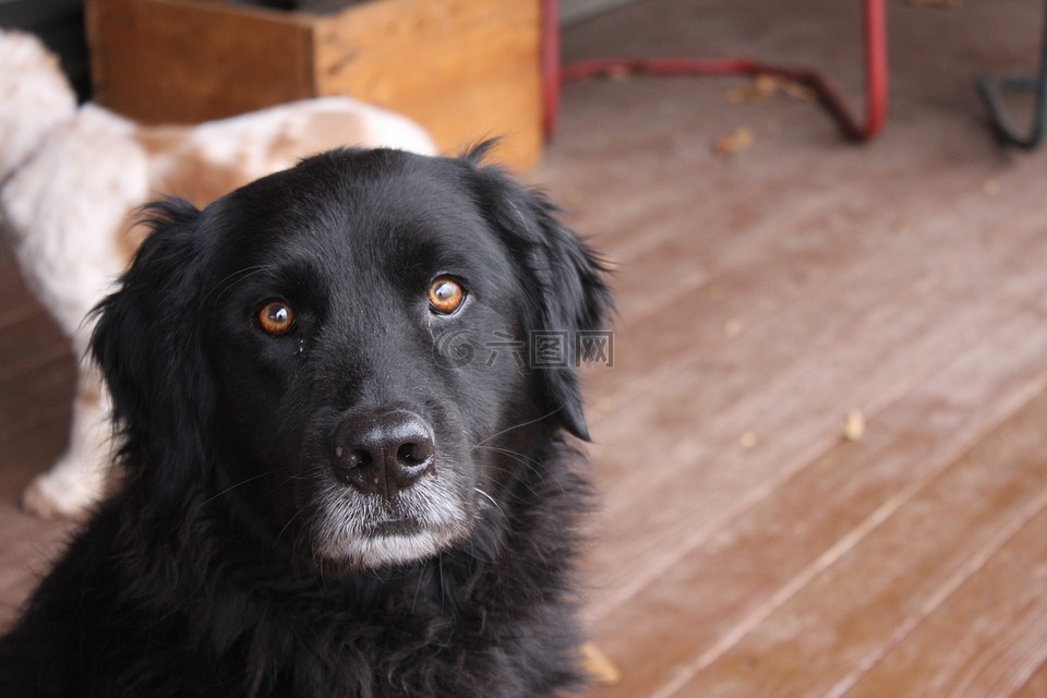 黑犬,狗,黑實驗室