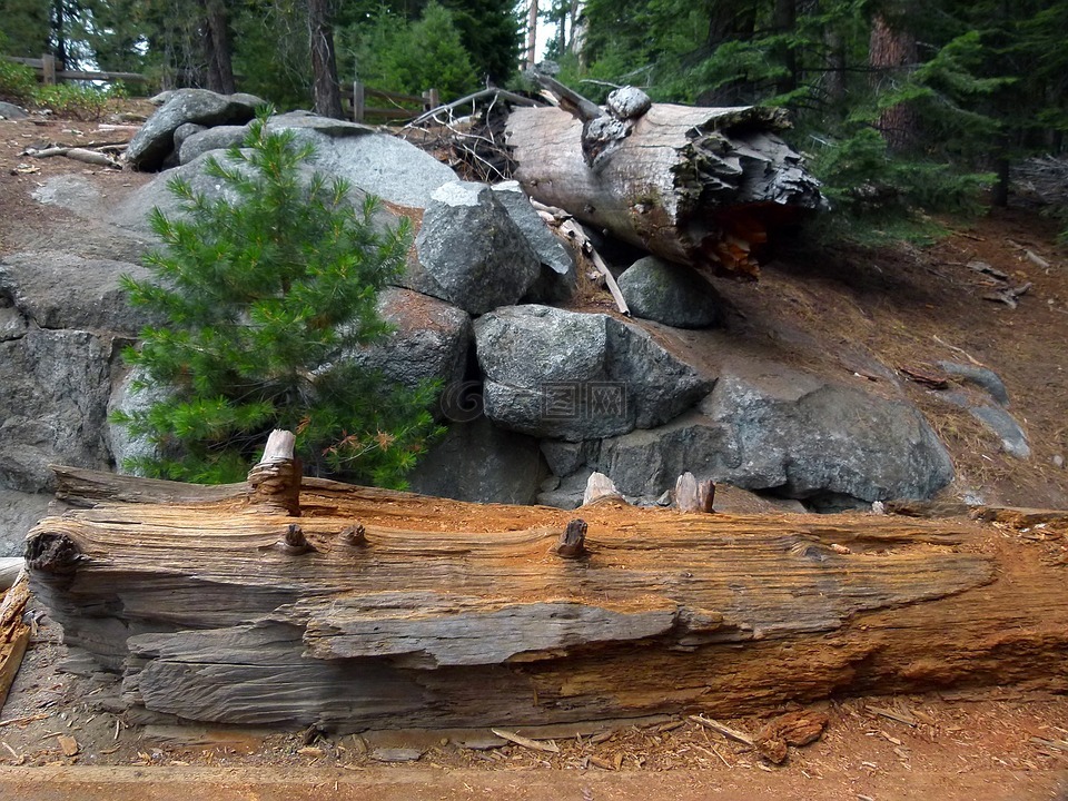 红杉国家公园,烂木头,岩