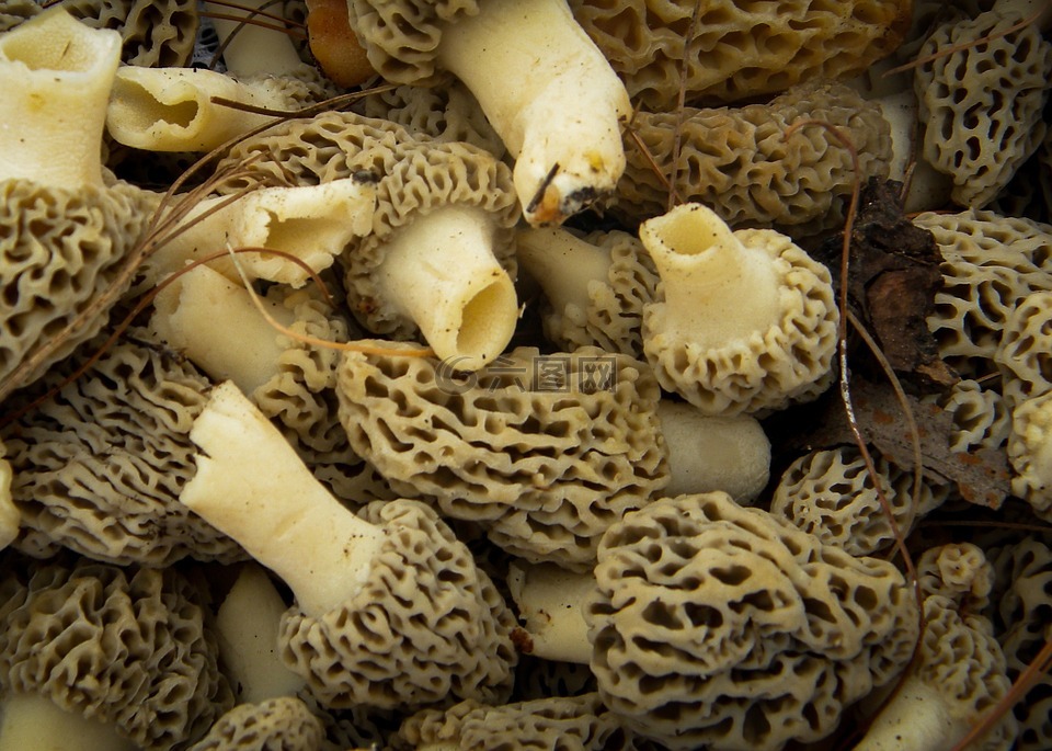 蘑菇,羊肚菌,自然