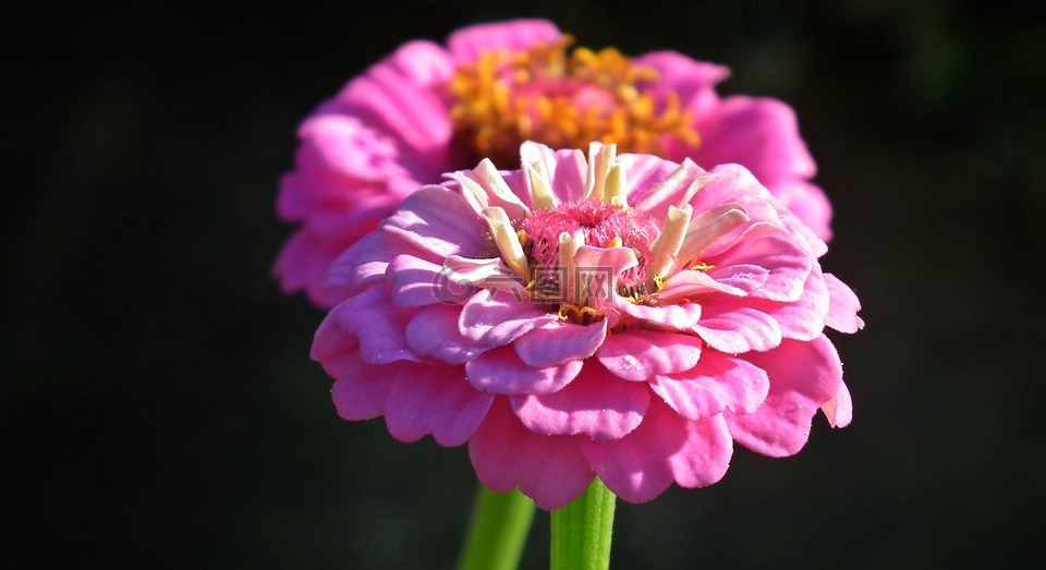 花,百日草,粉红色